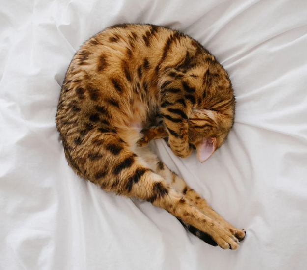 poisson endormi en forme de crevette